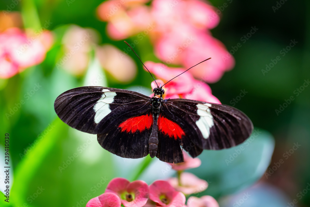 Beautiful macro picture of a black, red and white butterfly sitting on a bright flower. Beautiful macro picture of a black, red and white butterfly sitting on a bright flower.