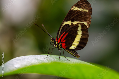 Beautiful macro picture of a black, red and white butterfly sitting on a leaf. © edb3_16