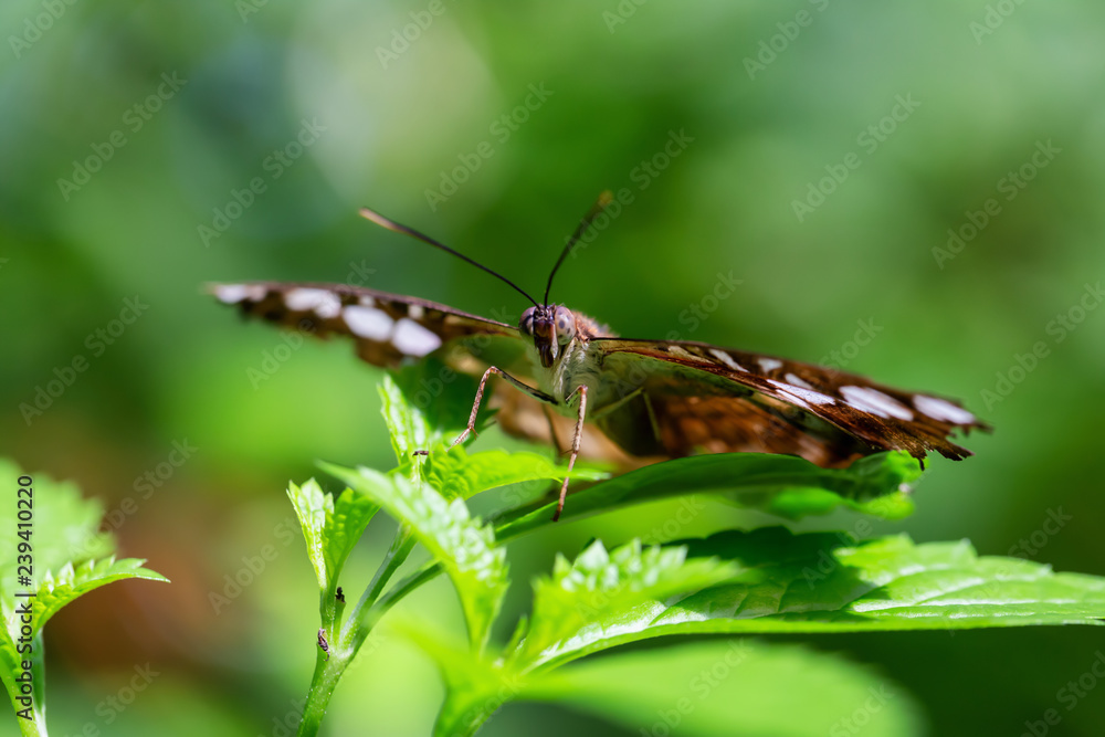 Beautiful macro picture of a brown and white butterfly sitting on a green leaf. Beautiful macro picture of a brown and white butterfly sitting on a green leaf.