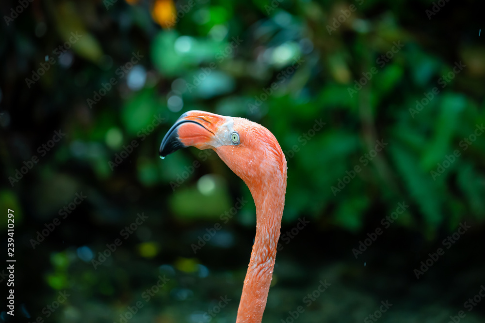 Fototapeta premium Close up picture of a Pink Flamingo in nature.