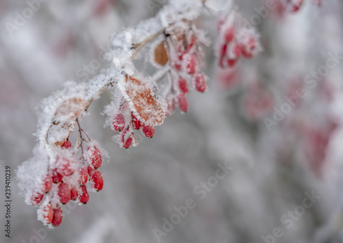 Berries of barberry. Barberry on the branch. Barberry in frost on branches. Winter background.