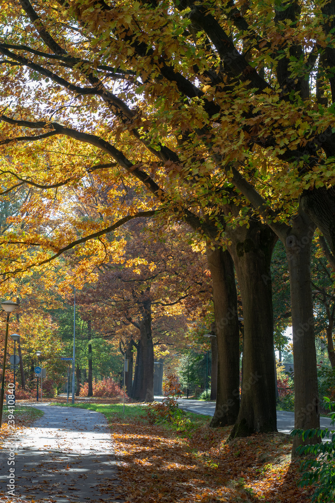 Fototapeta premium Colorful high oak trees in autumn, season of golden, orange and yellow colors in nature, bicycle lane and road in Netherlands