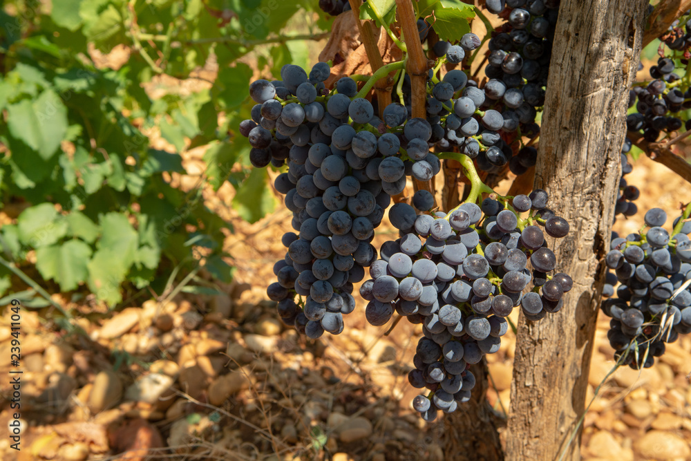 High quality french wine production, red wine ripe grapes plants growing in  Chateauneuf de Papes, Provence, France