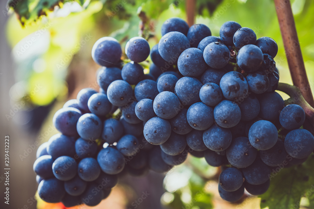 Raisin noir dans un domaine viticole de Bourgogne Raisin noir dans un domaine viticole de Bourgogne