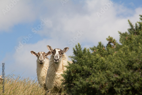 фотографія Ireland nosy sheeps