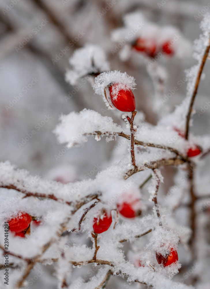 Rime covered branch of wild rose with red berries, beauty in nature Rime covered branch of wild rose with red berries, beauty in nature