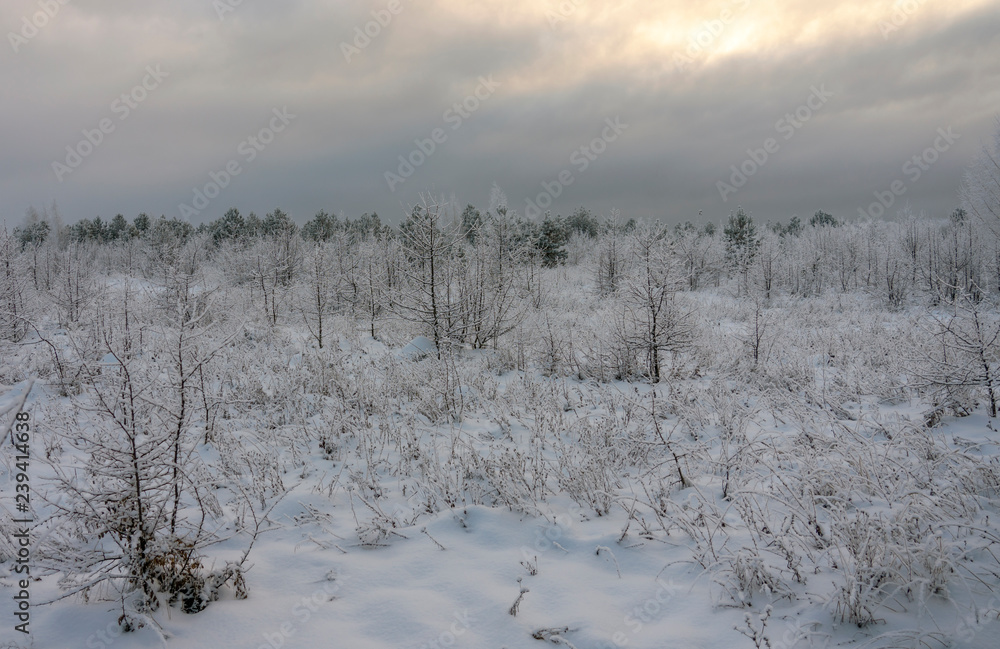Beautiful Winter landscape grass and trees in snow Beautiful Winter landscape grass and trees in snow