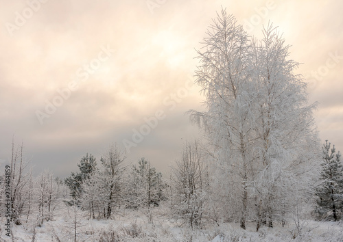 Beautiful Winter landscape grass and trees in snow