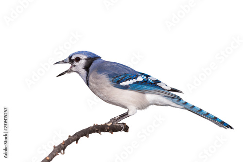 Bluejay with its Beak Open