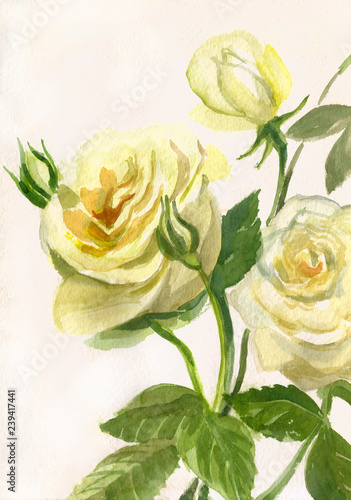 Watercolor painting of yellow roses