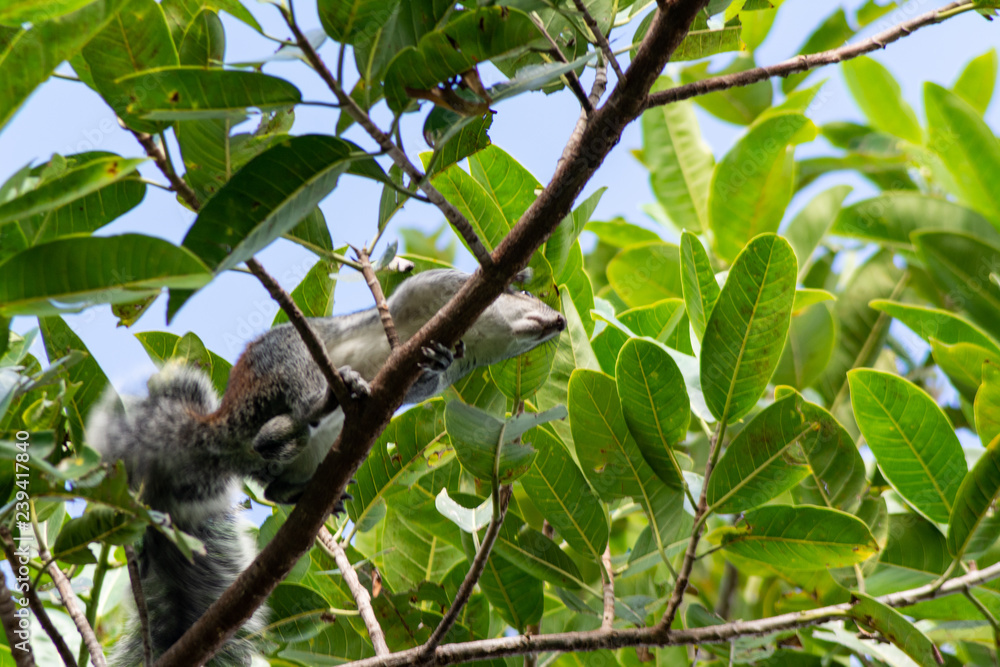 Fototapeta premium ardilla