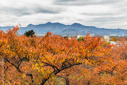 Autumn in Morioka Castle Park in Northern Japan photo