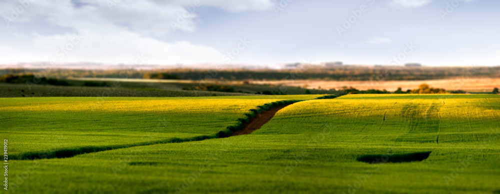 Fototapeta premium Landscape plantation