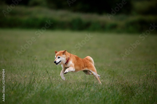 野原の柴犬 © mannpuku