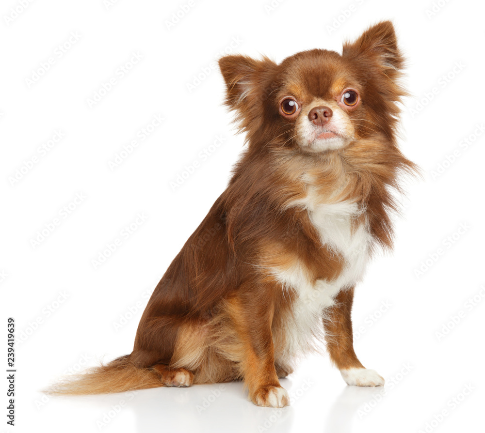Adorable brown longhaired chihuahua dog