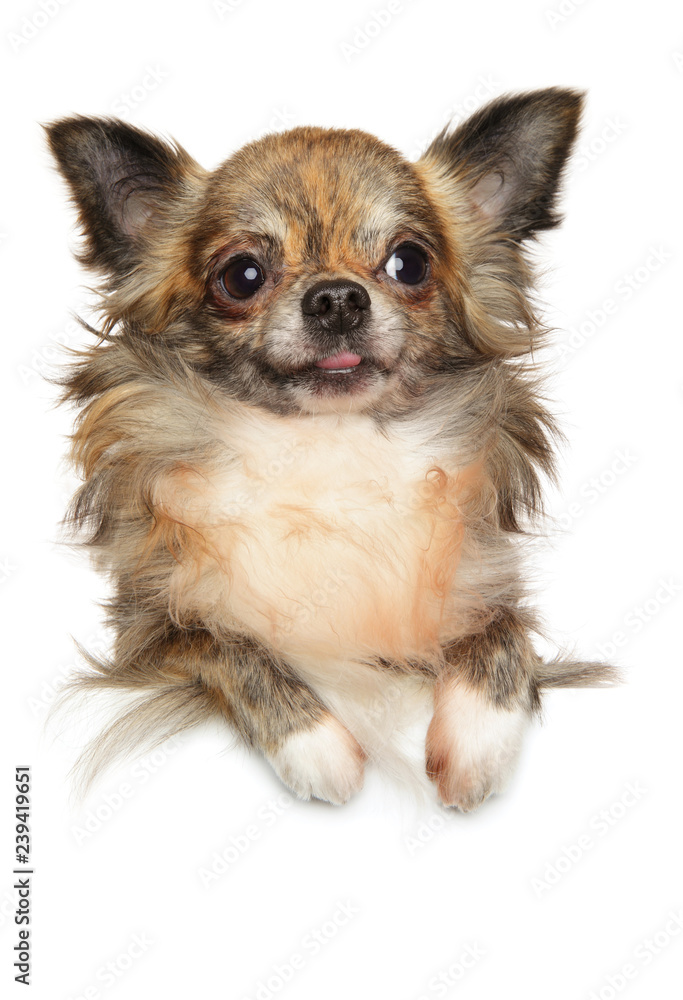 Cute longhaired chihuahua dog posing above banner, Cute longhaired chihuahua dog posing above banner,