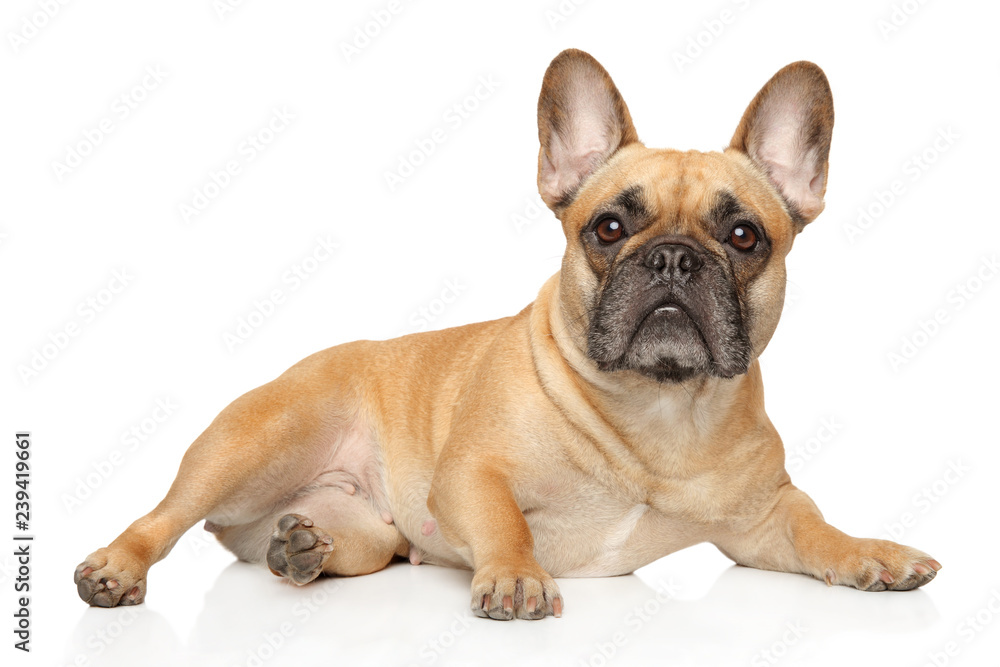 French bulldog lies and stares