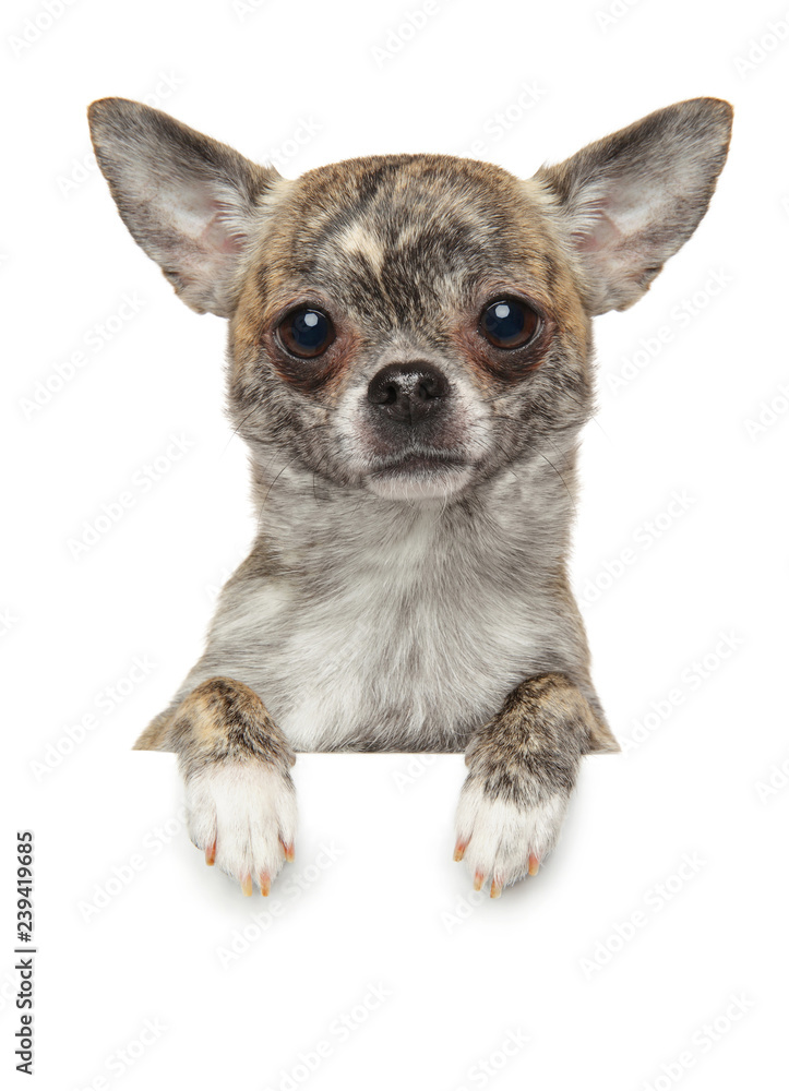 Chihuahua puppy above banner, isolated