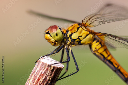 dragonfly on leaf © HERREPIXX