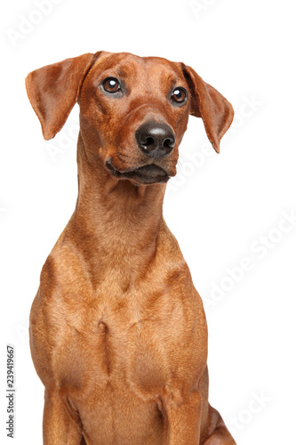 Portrait of a young German Pinscher  isolated