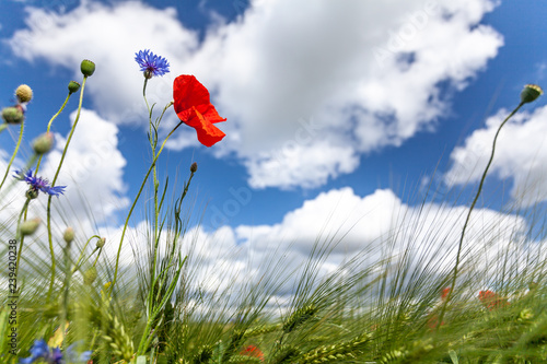 red poppy and corn flower in front of sky and grain