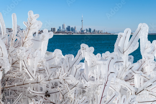 Photography Beautiful ice formation on a branches with Toronto skyline on a cold winter day,