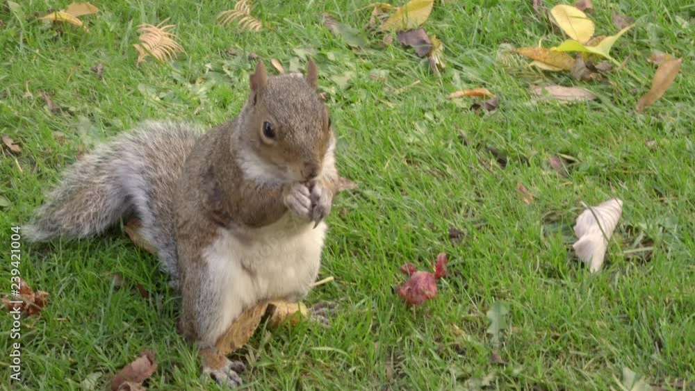 Closeup shot of a squirrel facing the camera, eating some food standing on two legs. The squirrel finishes the food, looks up trying to get more and quickly leaves the frame.