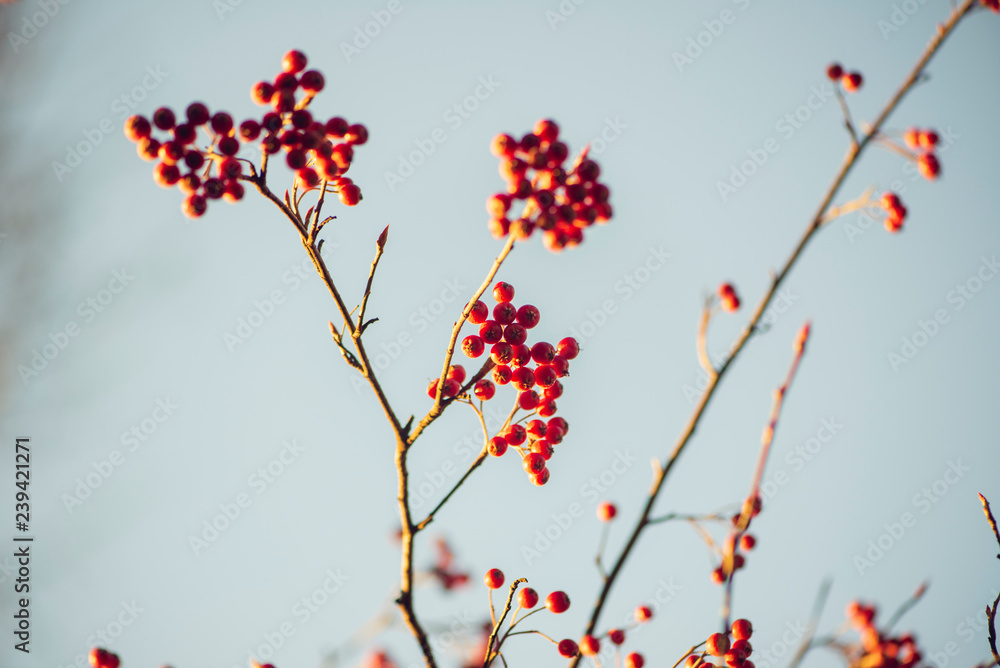 branch with red berries on white background branch with red berries on white background