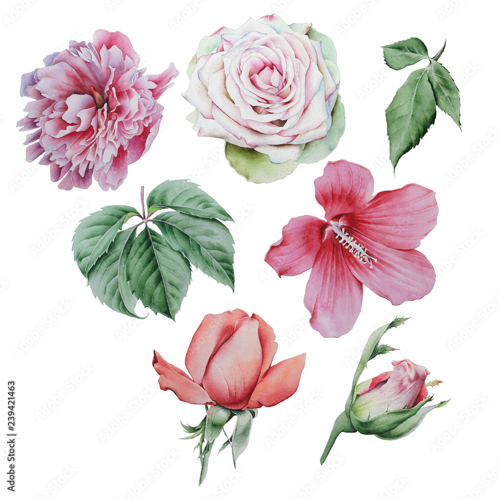 Set with watercolor flowers and leaves. Rose. Peony. Hibiscus. Leaves. Hand drawn. Set with watercolor flowers and leaves. Rose. Peony. Hibiscus. Leaves. Hand drawn.
