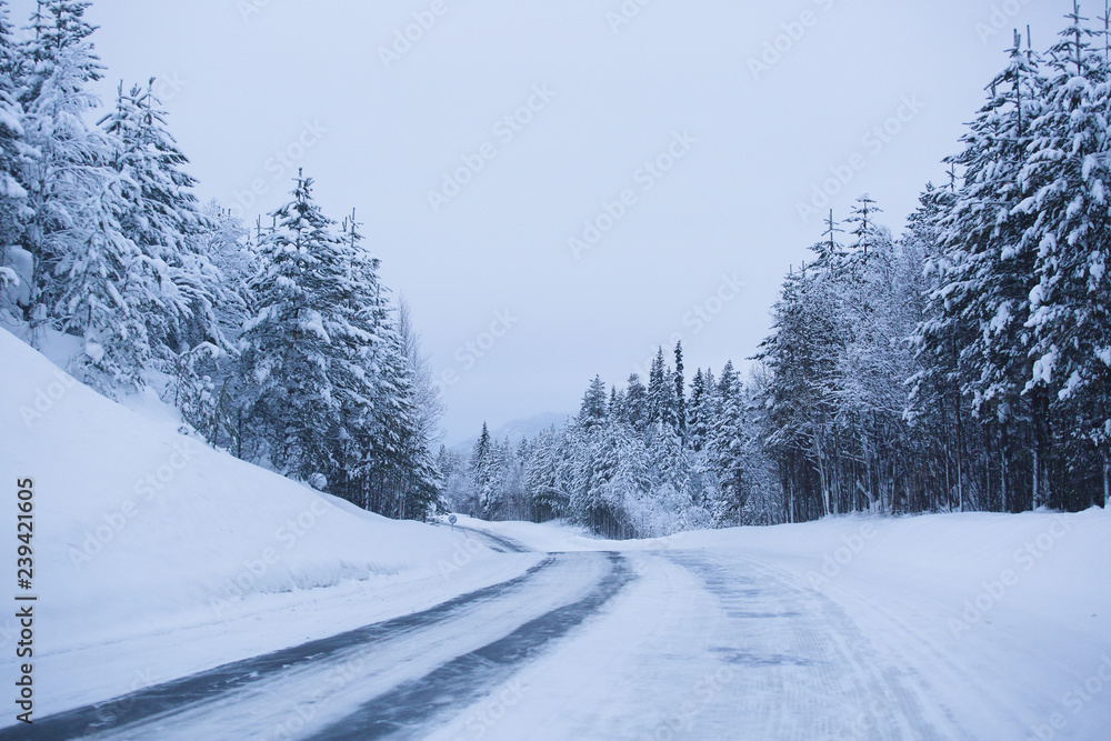Snowy road surrounded by pine trees