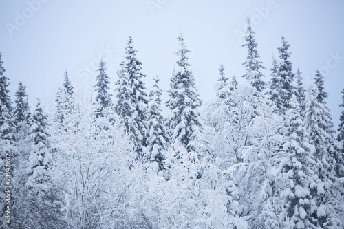 Snow covered trees in Lapland