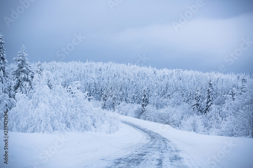 Snowy road surrounded by pine trees