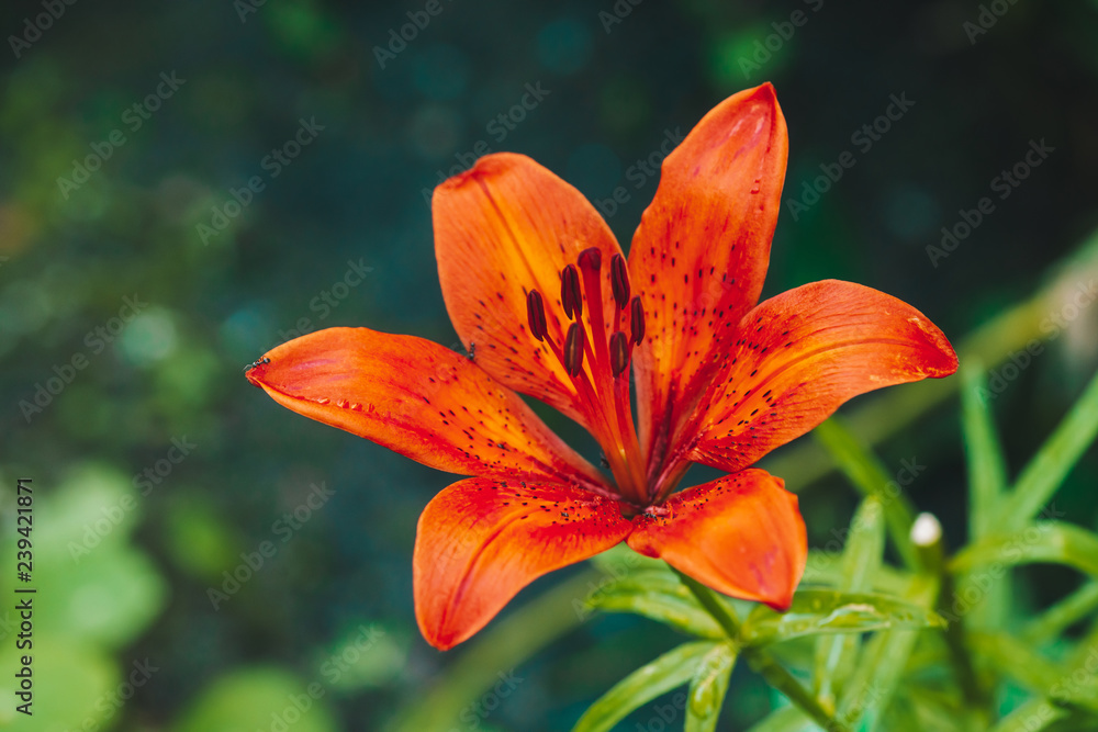 Beautiful red orange blooming lily in macro. Amazing picturesque flower close-up. Colorful plant on green background with copy space. European perfume flower with vivid petals. Big pistil and stamens. Beautiful red orange blooming lily in macro. Amazing picturesque flower close-up. Colorful plant on green background with copy space. European perfume flower with vivid petals. Big pistil and stamens.