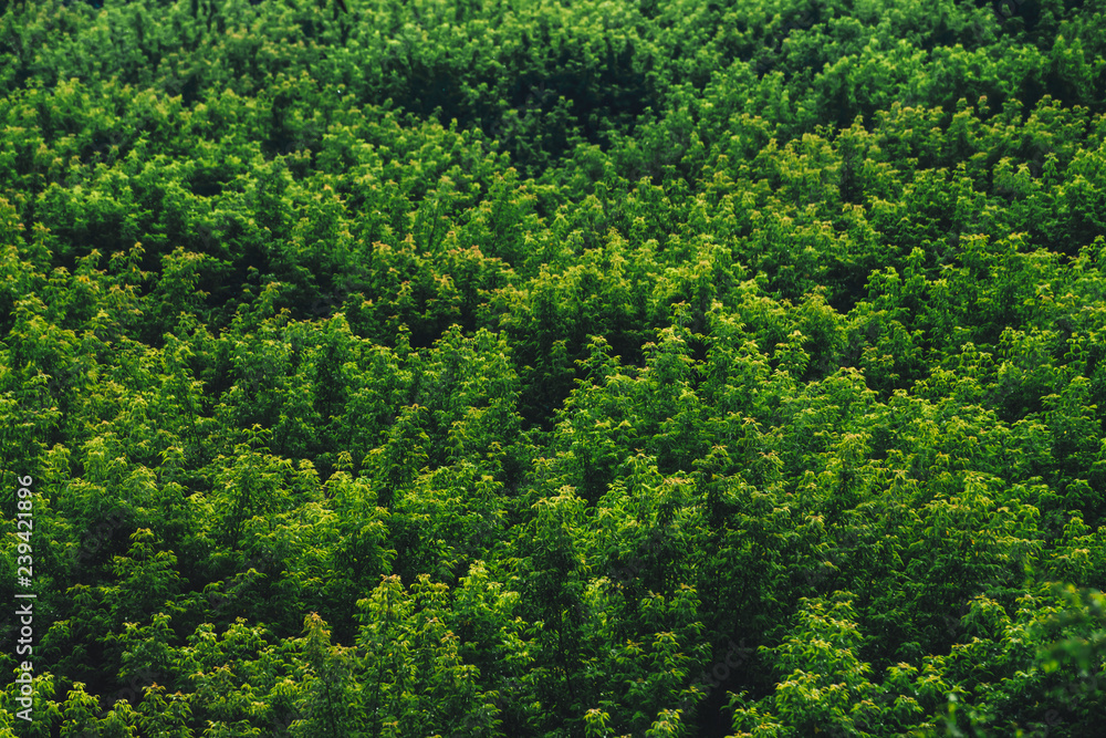 Textured natural background of tree tops. Cover of tree leaves close-up. Vintage natural texture of leafage of trees in sunny day. Dense foliage in sunlight. Atmospheric landscape with rich vegetation