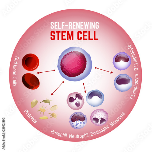 Self-renewing stem cell