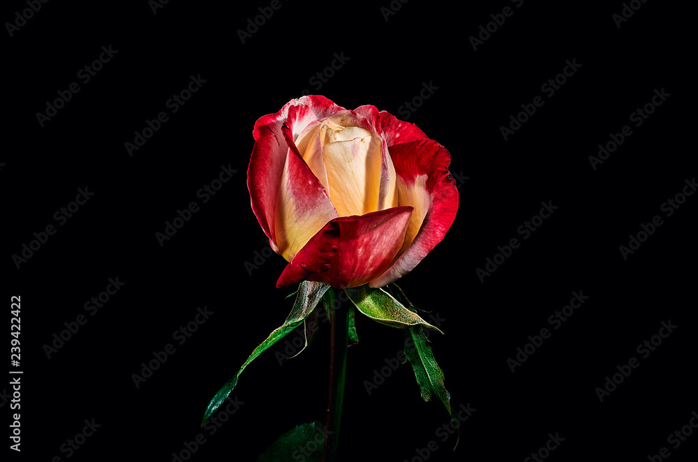 Red with yellow rose isolated on black background Red with yellow rose isolated on black background