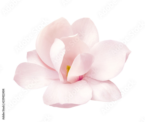 Obraz na plátně tender pink magnolia flower isolated