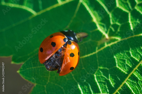 ladybug on green leaf showing wing