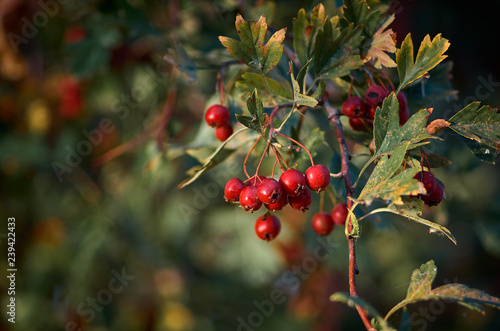 Red berries on branch with leaves on blurred nature background