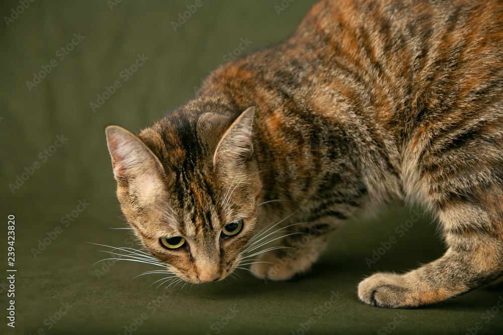 Female Abyssinian Cat Kitten on an Olive Green Background with Big Eyes