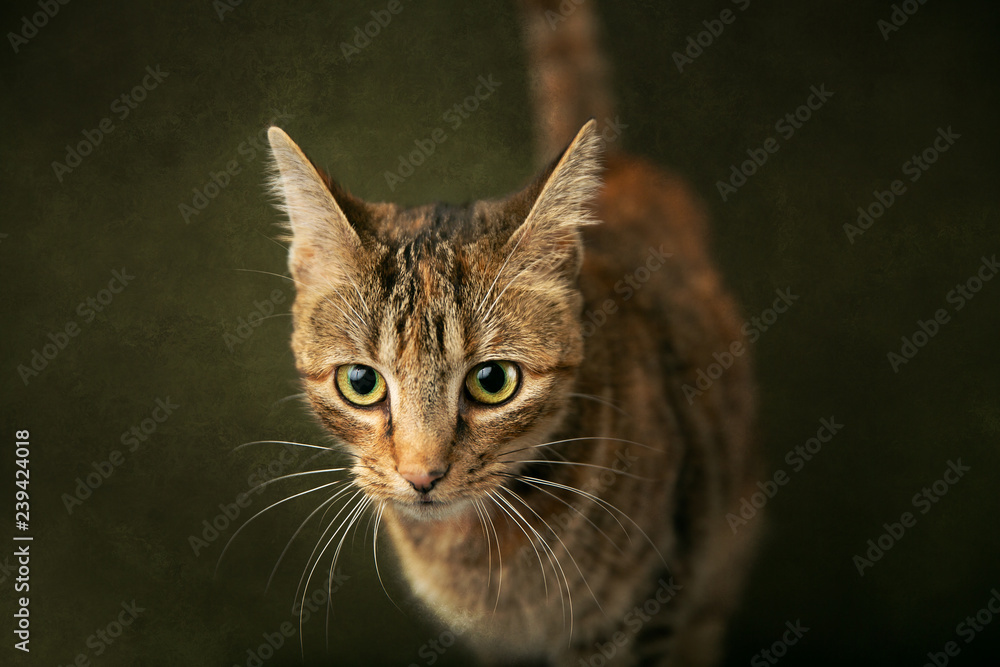 Female Abyssinian Cat Kitten on an Olive Green Background with Big Eyes Female Abyssinian Cat Kitten on an Olive Green Background with Big Eyes