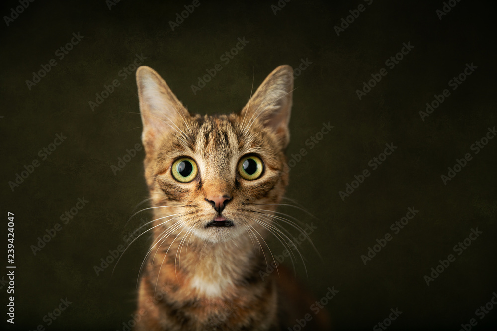Obraz premium Female Abyssinian Cat Kitten on an Olive Green Background with Big Eyes