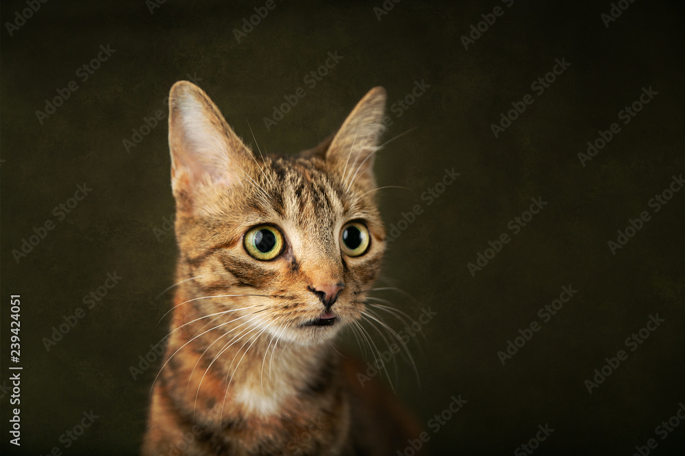 Female Abyssinian Cat Kitten on an Olive Green Background with Big Eyes