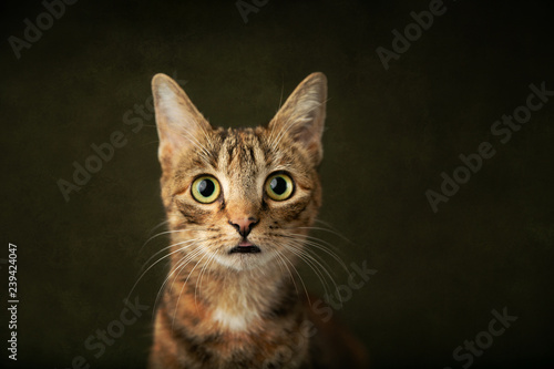 Female Abyssinian Cat Kitten on an Olive Green Background with Big Eyes © Ursula Page
