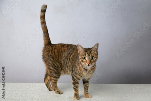 Female Abyssinian Cat Kitten on a Neutral Grey Background with Big Eyes © Ursula Page
