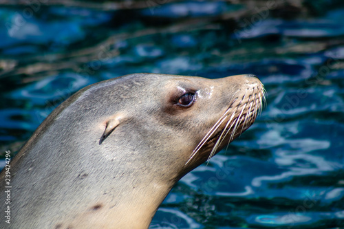 Sea lions