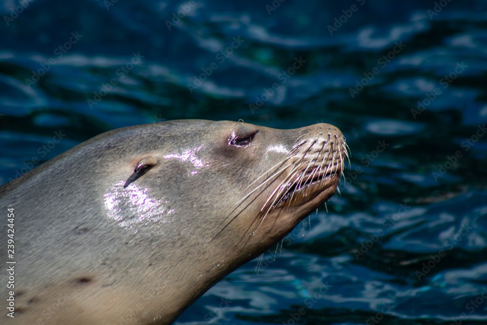 Obraz premium Sea lions