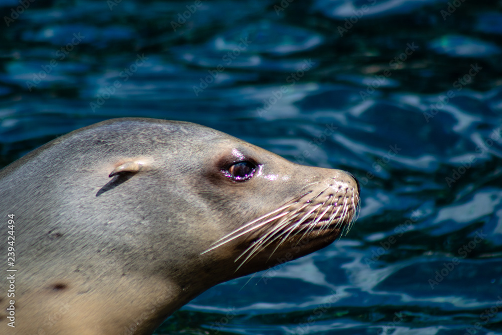 Fototapeta premium Sea lions