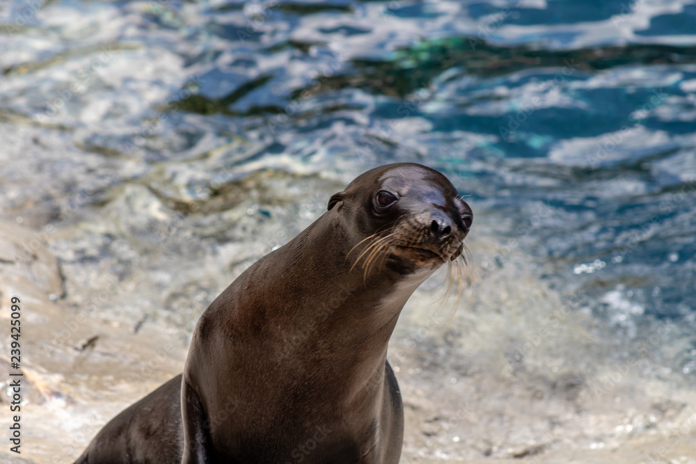 Fototapeta premium Sea lion