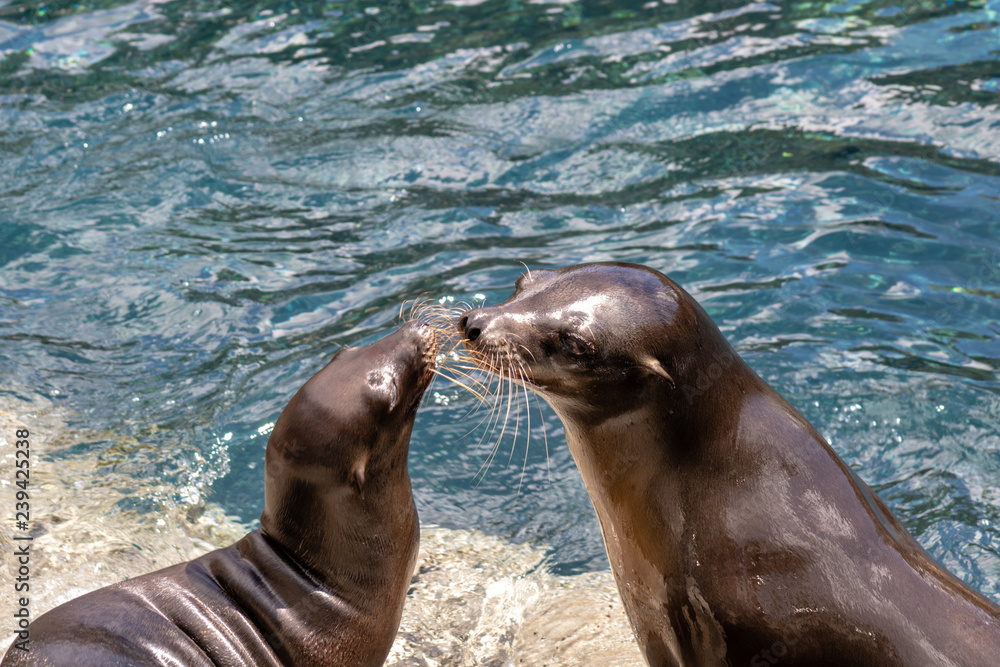 Fototapeta premium Sea lions